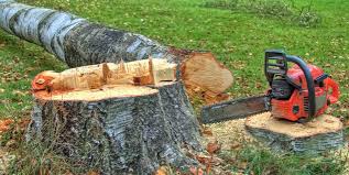 Best Fruit Tree Pruning  in Truth Or Consequences, NM