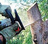 Best Stump Grinding and Removal  in Truth Or Consequences, NM