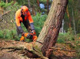 Reliable Truth Or Consequences, NM Tree Removal Solutions