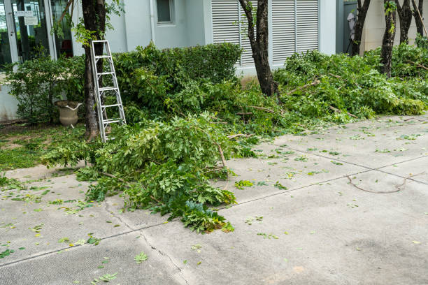 Best Lawn Pest Prevention  in Truth Or Consequences, NM