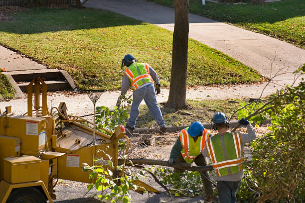 Best Tree and Shrub Care  in Truth Or Consequences, NM