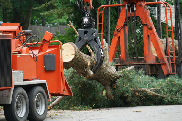Best Emergency Tree Removal  in Truth Or Consequences, NM