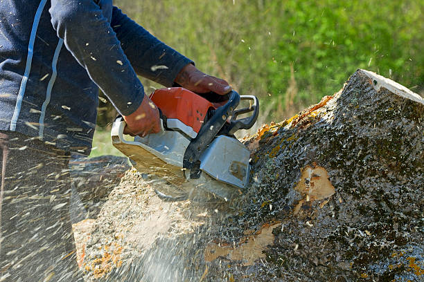 Best Lawn Grading and Leveling  in Truth Or Consequences, NM