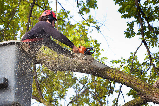 Best Tree Disease Treatment  in Truth Or Consequences, NM